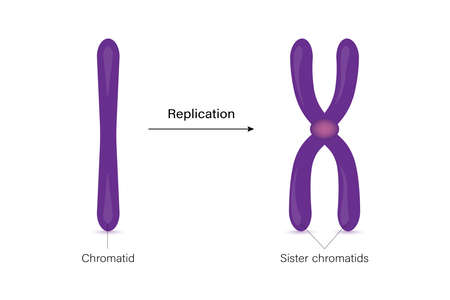 Chromatid and sister chromatids.のイラスト素材