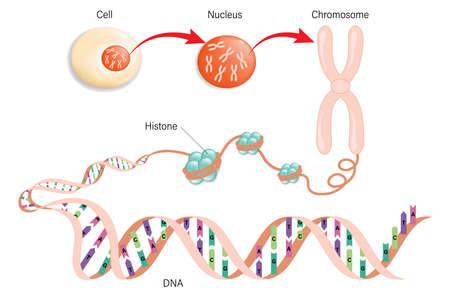 Diagram of Cell structure, Chromosome, Histone and DNA(Deoxyribonucleic Acid).のイラスト素材