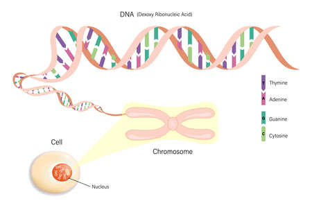Cell structure, Chromosome, and DNA(Deoxyribonucleic Acid). Genome sequence.のイラスト素材