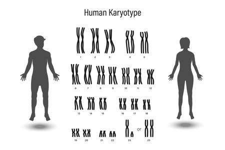 Human karyotype. Male and Female chromosome. Biological study.のイラスト素材