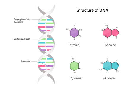 Structure of DNA. Deoxyribonucleic acids. Nitrogenous base and Sugar phosphate backbone. Thymine, Adenine, Cytosine, Guanine.のイラスト素材