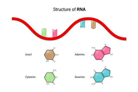 Structure of RNA. Ribonucleic acid. Nitrogenous base and Sugar phosphate backbone. Uracil, Adenine, Cytosine, Guanine.のイラスト素材