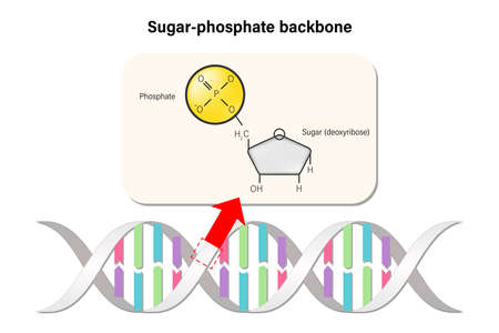 Sugar-Phosphate backbone structure. DNA double helix. Deoxyribonucleic acids. Nitrogenous base (Thymine, Adenine, Cytosine or Guanine)のイラスト素材