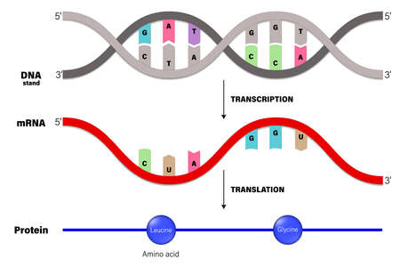 Transcription and Translation. DNA, mRNA and Protein. Molecular Biology.のイラスト素材