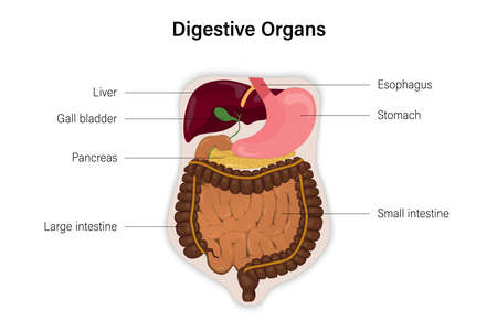 Human digestive organs. Medical Education.