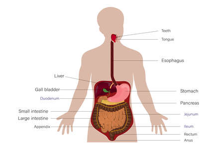 Digestive system of human vector, Medical Education, Human Physiology.のイラスト素材