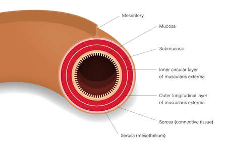 Small intestine. Cross section of human intestinal jejunum. Digestive organ. Medical education.のイラスト素材