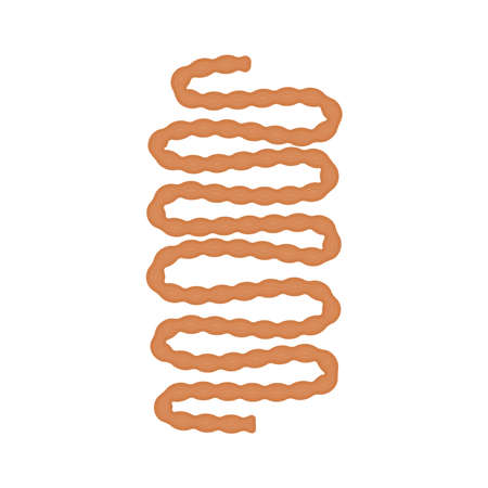 Human small intestine icon. Digestive organ. Medical education.のイラスト素材