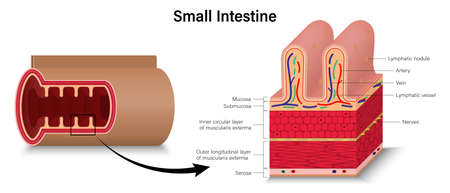 Human small intestine. Cross section of intestinal jejunum. Digestive organ. Medical education.のイラスト素材