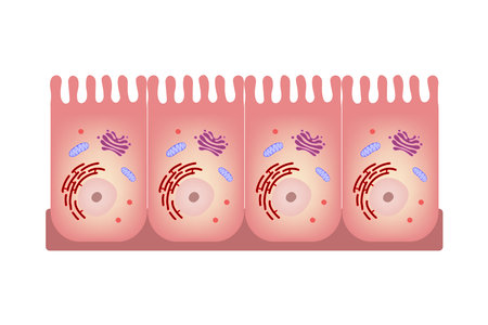 Intestinal epithelial cell. Infographics enterocyte. Medical education.のイラスト素材
