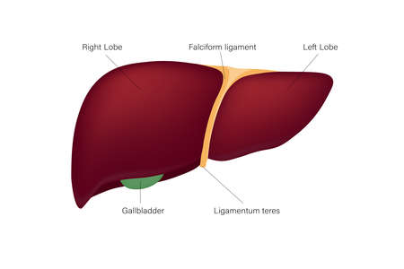 Human liver anatomy vector. Digestive organ. Medical education.