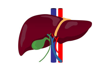 Anatomy of human liver and the blood vessels that flow into the liver. Digestive organ vector. Medical education.のイラスト素材