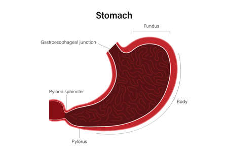 Diagram of human stomach vector. Digestive Organ. Internal organ. Medical education.のイラスト素材