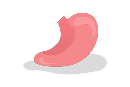 Stomach vector. Human Digestive Organ. Internal organ. Medical education.のイラスト素材