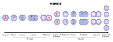 Meiosis. Meiotic division of an animal cell. Prophase, Metaphase, Anaphase, and Telophase.のイラスト素材