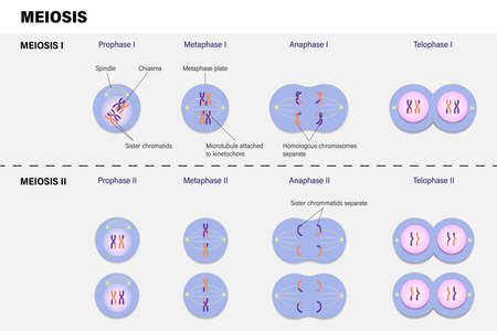 Diagram of Meiosis. Prophase, Metaphase, Anaphase, and Telophase.のイラスト素材