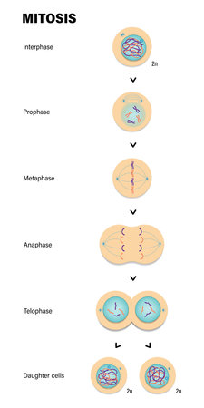 Stages of Mitosis. Prophase, Metaphase, Anaphase, and Telophase.のイラスト素材