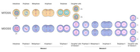 Mitosis and Meiosis diagram. Cell division. Prophase, Metaphase, Anaphase, and Telophase.のイラスト素材