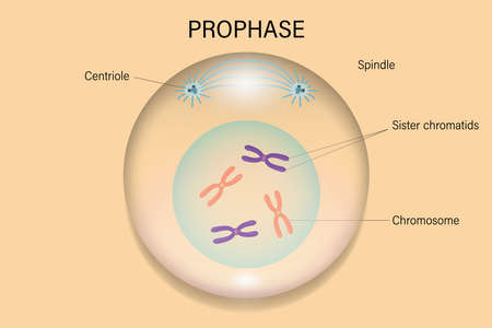 Prophase. Cell division. Cell cycle.のイラスト素材