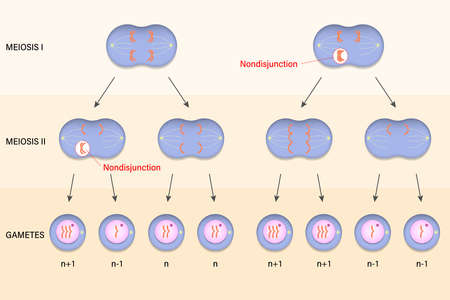 Meiotic nondisjunction. Abnormal chromosome number.のイラスト素材
