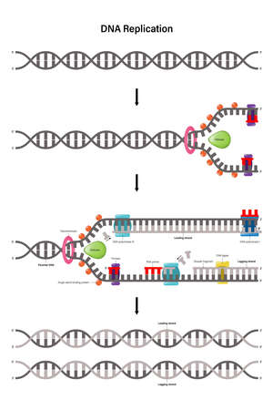 The diagram shows the DNA replication steps from start to finish.のイラスト素材