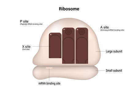 Ribosome structure. Ribosome has an mRNA binding site and three tRNA binding sites.のイラスト素材