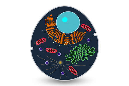 Animal cell structure. Animal cells anatomy and their components.のイラスト素材