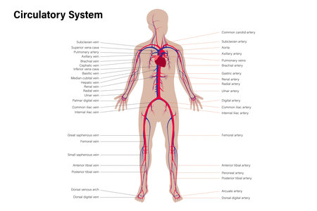Diagram of human circulatory system with description of veins and arteries. Medical education chart.のイラスト素材