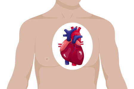 Human heart anatomy. Medical education.のイラスト素材