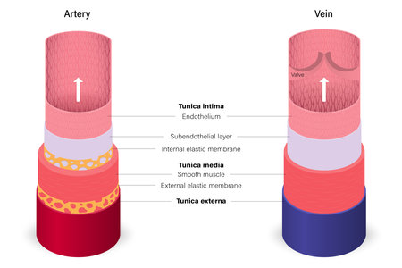 Blood vessels with artery and vein anatomy. Medical education.のイラスト素材