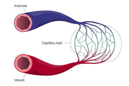 Blood vessels. Arteriole, venule and capillary.のイラスト素材