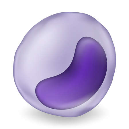 Monocyte. Type of white blood cell. Medical education.のイラスト素材