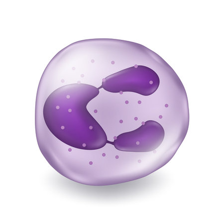 Neutrophil. Type of white blood cell. Medical education.のイラスト素材