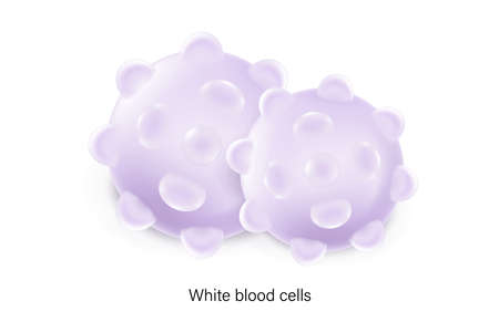 White blood cells. Leukocyte on white background.のイラスト素材