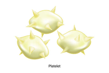 Activated platelets. Components in blood.のイラスト素材