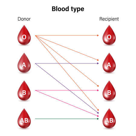 Compatibility between groups for donating and receiving blood. Donor and recipient.のイラスト素材