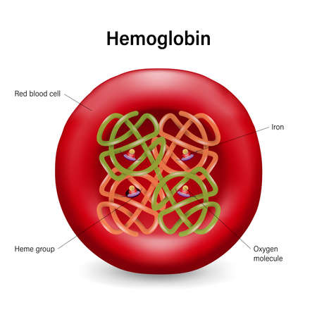 The structure of hemoglobin in red blood cells. Heme groups, Î± and Î² subunits, ron atoms and oxygen molecule.のイラスト素材