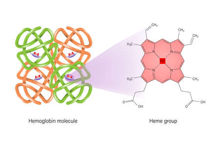 Hemoglobin chemical structure. Heme group structure.のイラスト素材