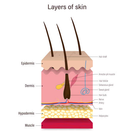 Layer of human skin vector. Epidermis, Dermis, Hypodermis and muscle. Hair, Sebaceous gland and Sweat gland. Media for educational and medical use.のイラスト素材