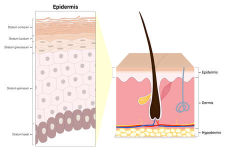 Epidermis layers of human skin cross section vector. Structure of the human skin. Stratum corneum, lucidum, granulosum, spinosum and basal. Media for educational and medical use.のイラスト素材