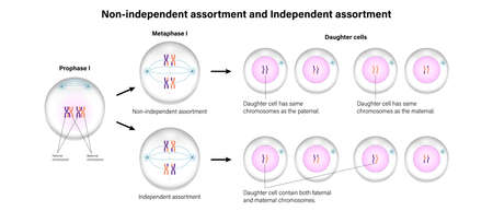 The difference of Non-independent assortment and Independent assortment. Vector used for scientific and medical education.のイラスト素材