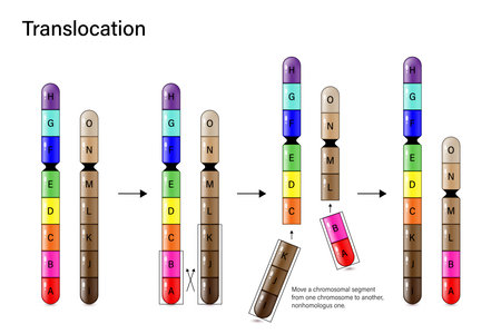Chromosome Translocation. Genetic mutation. Alteration of chromosome structure. Vector for scientific study and biological genetics.のイラスト素材