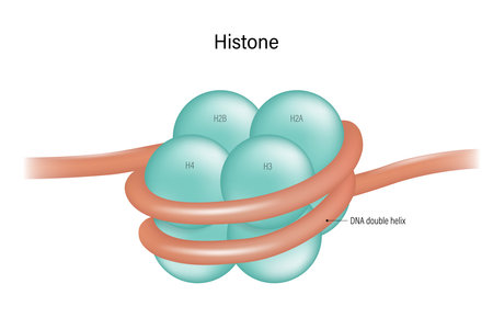 Histone proteins (H2A, H2B, H3, and H4) core. Nucleosome. DNA double helix.のイラスト素材