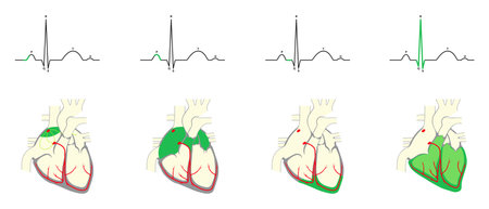 Normal heart rhythm. Electrocardiogram corresponding to the sequence of electrical events in the heart.のイラスト素材
