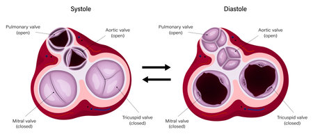 Diagram of ventricular systole and ventricular diastole. Heart valves anatomy.のイラスト素材