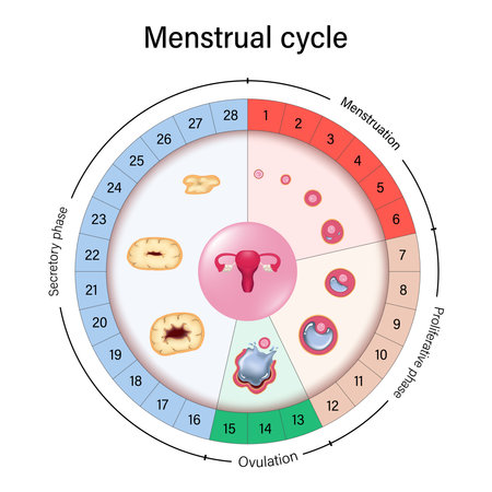 Menstrual cycle chart vector. Menstrual, proliferative ovulation and secretory phases. Follicular phase, ovulation and luteal phase.のイラスト素材