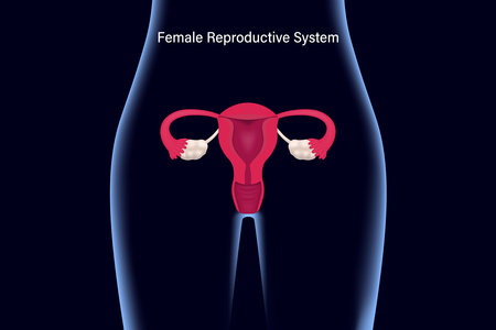Female reproductive system. Uterus, fallopian tubes and ovaries with X-ray vector.のイラスト素材