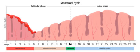 Menstrual cycle chart. Menstruation, proliferative ovulation and secretory phases. Follicular phase, ovulation and luteal phase.