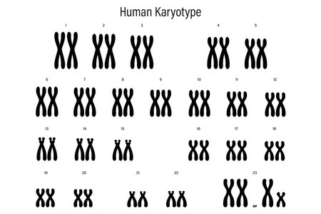 Human karyotype. Autosome and Sex chromosome. Male and Female. Biological study vector.のイラスト素材