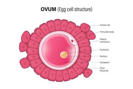 Ovum, Egg cell structure. Oocyte. Woman Reproductive system. Gametogenesis.のイラスト素材